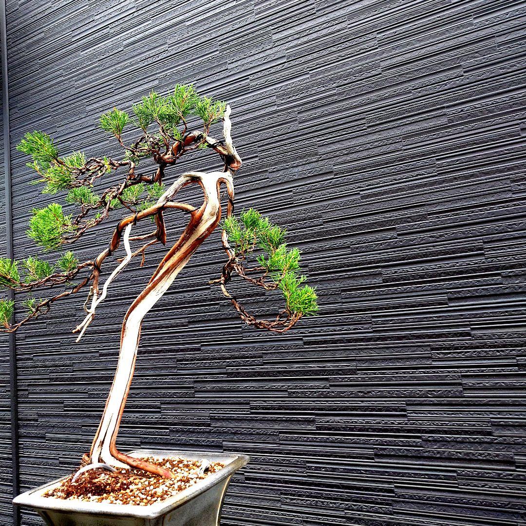 真柏　糸魚川　山木　松盆栽 皐月盆栽　いかりや