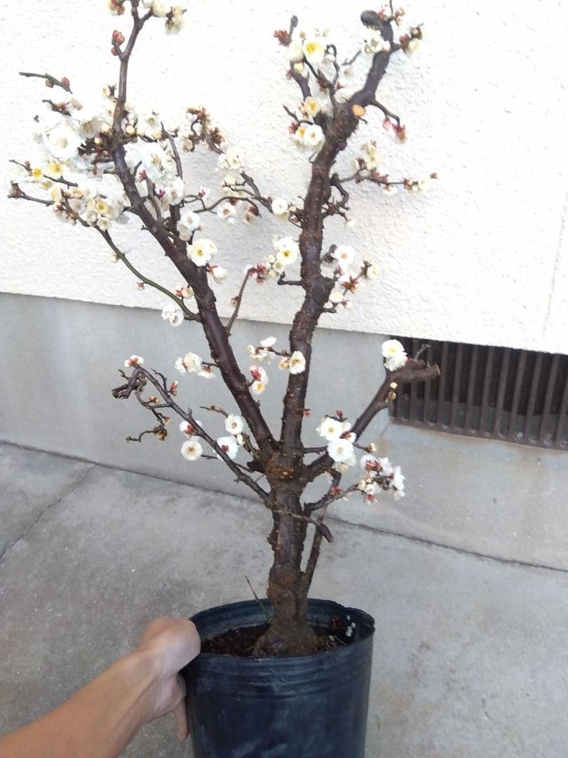 雲龍梅　古木　白花　７号ポットつき　特大❗　ま