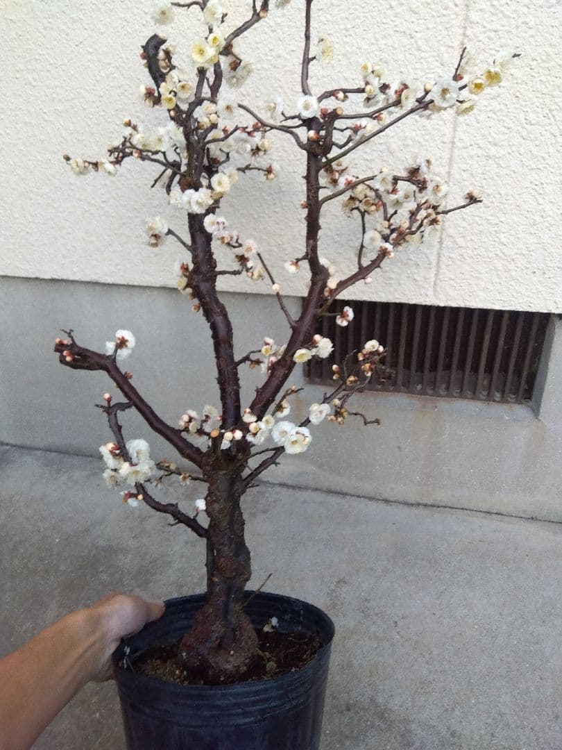 雲龍梅　古木　白花　７号ポットつき　特大❗　ま