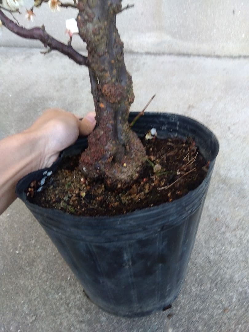 雲龍梅　古木　白花　７号ポットつき　特大❗　ま