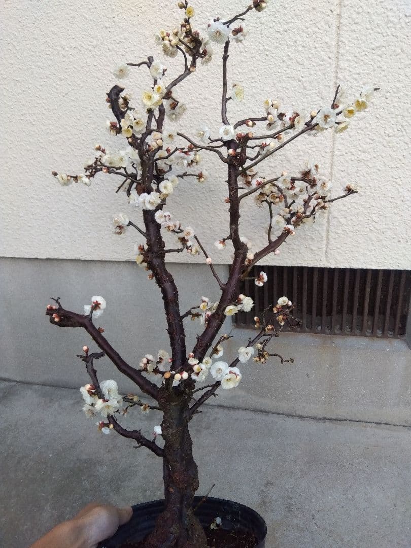 雲龍梅　古木　白花　７号ポットつき　特大❗　ま