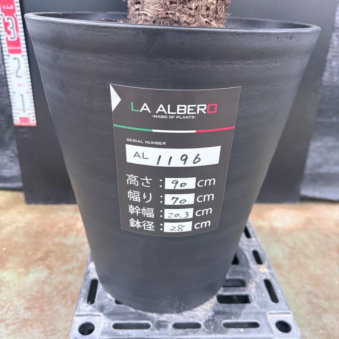 【AL1196】ユッカ　ロストラータ　超シルバー　超超美形　葉数多