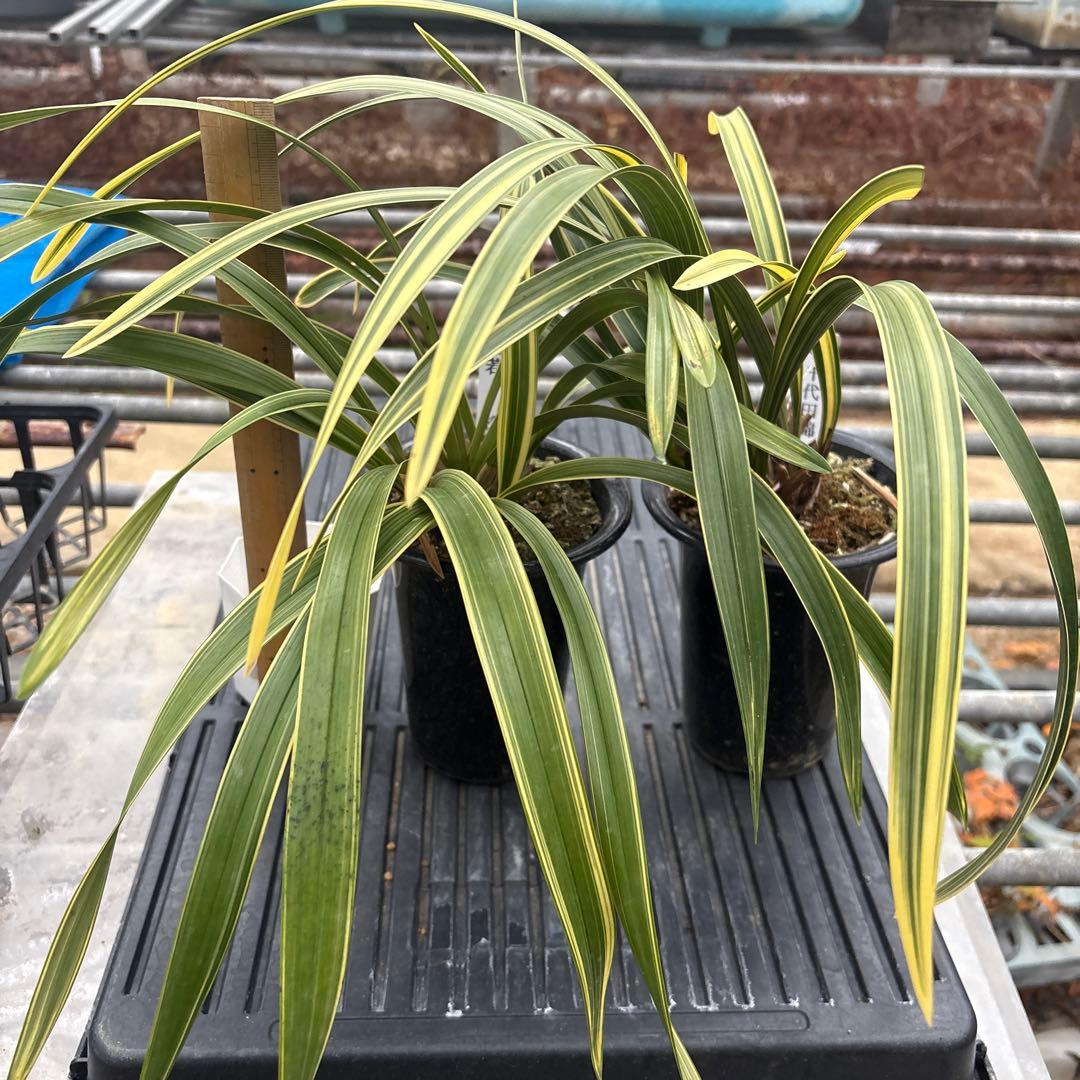 キンリョウヘン原種　2鉢セット　花芽計6付