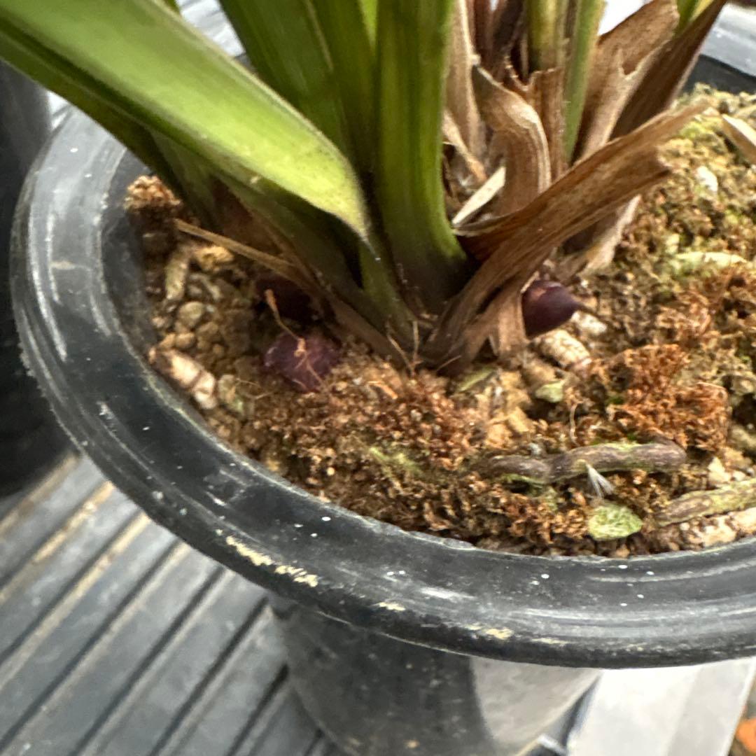 キンリョウヘン原種　2鉢セット　花芽計6付