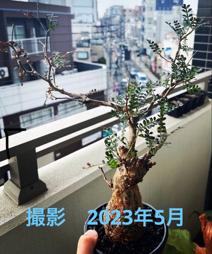 オペルクリカリア　パキプス＊発根済み【値下不可】