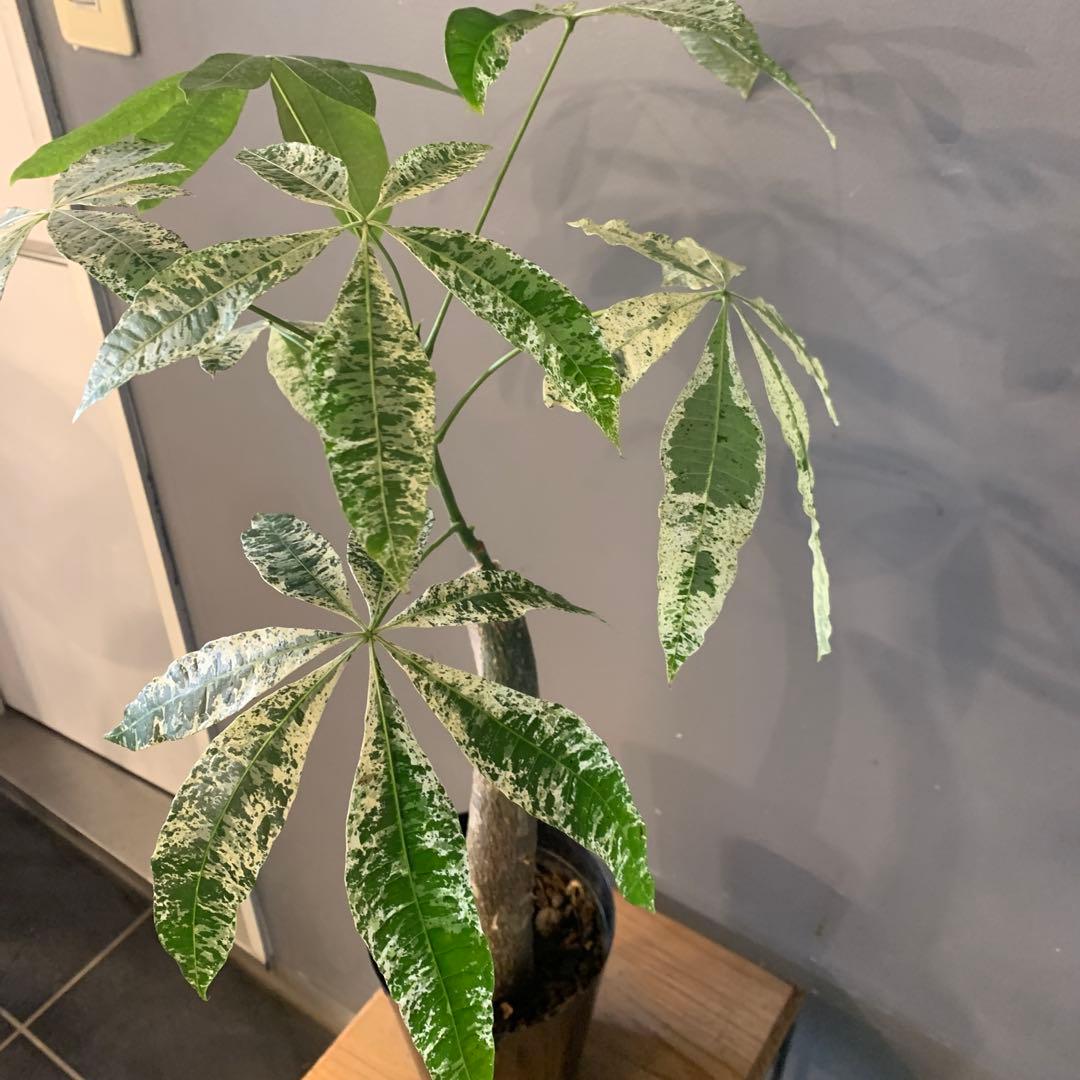 パキラ ミルキーウェイ 19