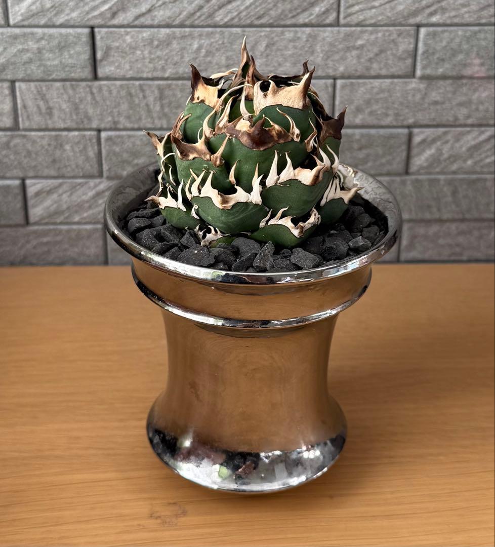 【鉢ごと発送】アガベ チタノタ レッドキャットウィーズル 活着済【ゴリ猫・まん丸