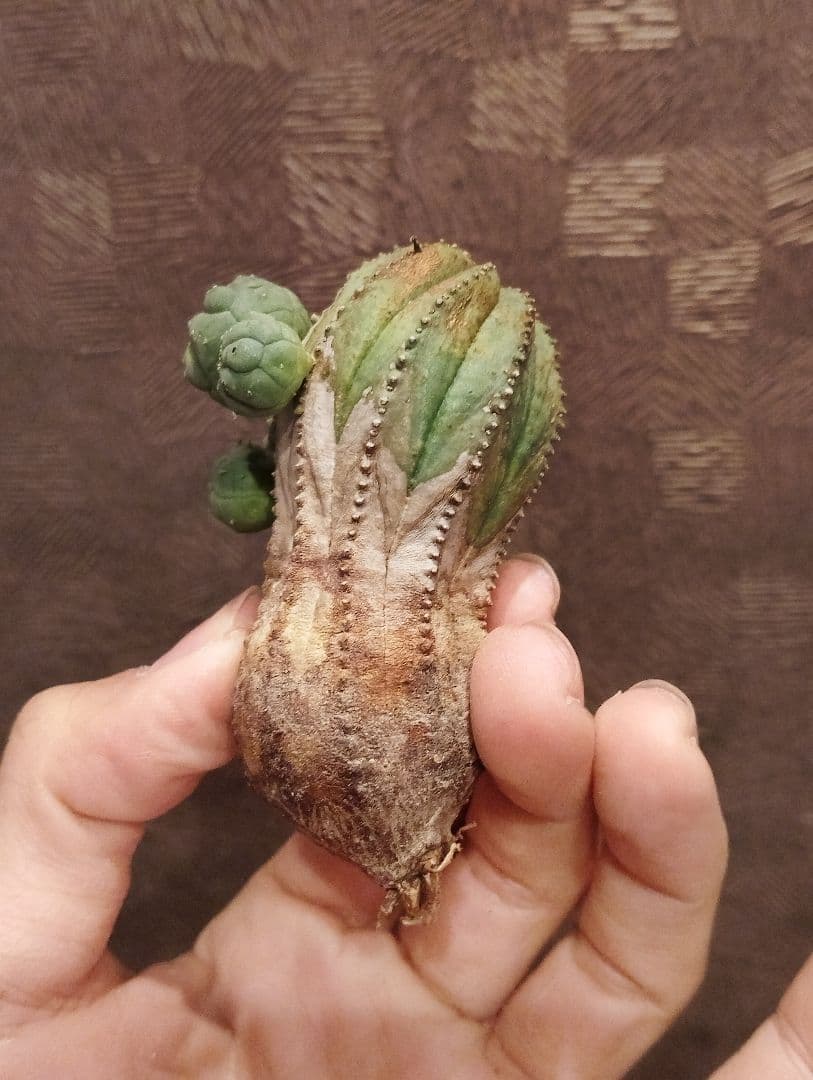 特選 木質化 ユーフォルビア オールド オベサ 斑入り 子株付き