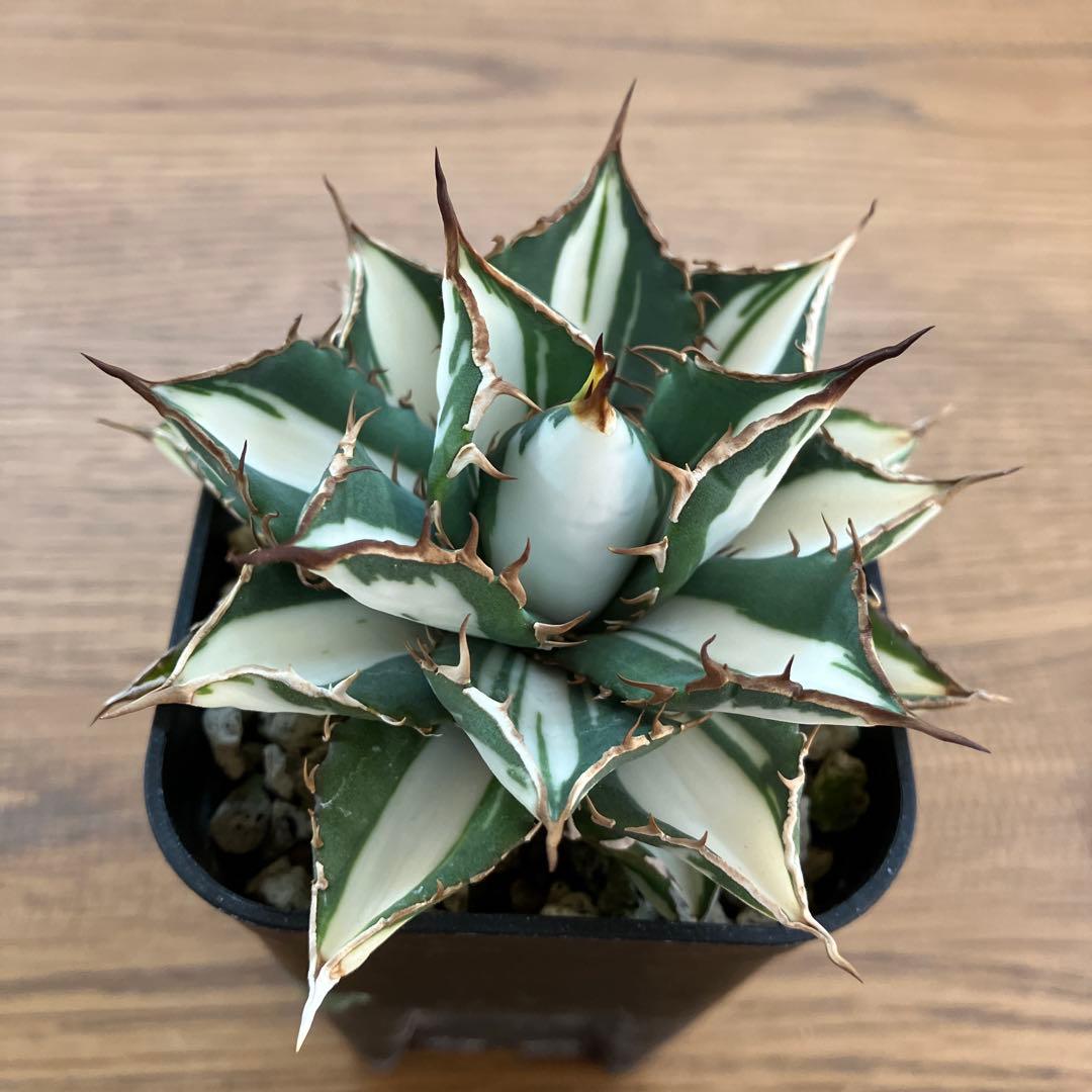 匿名配送【鉢ごと発送】活着　特大　アガべ　チタノタ　太陽神錦　白中斑　TC