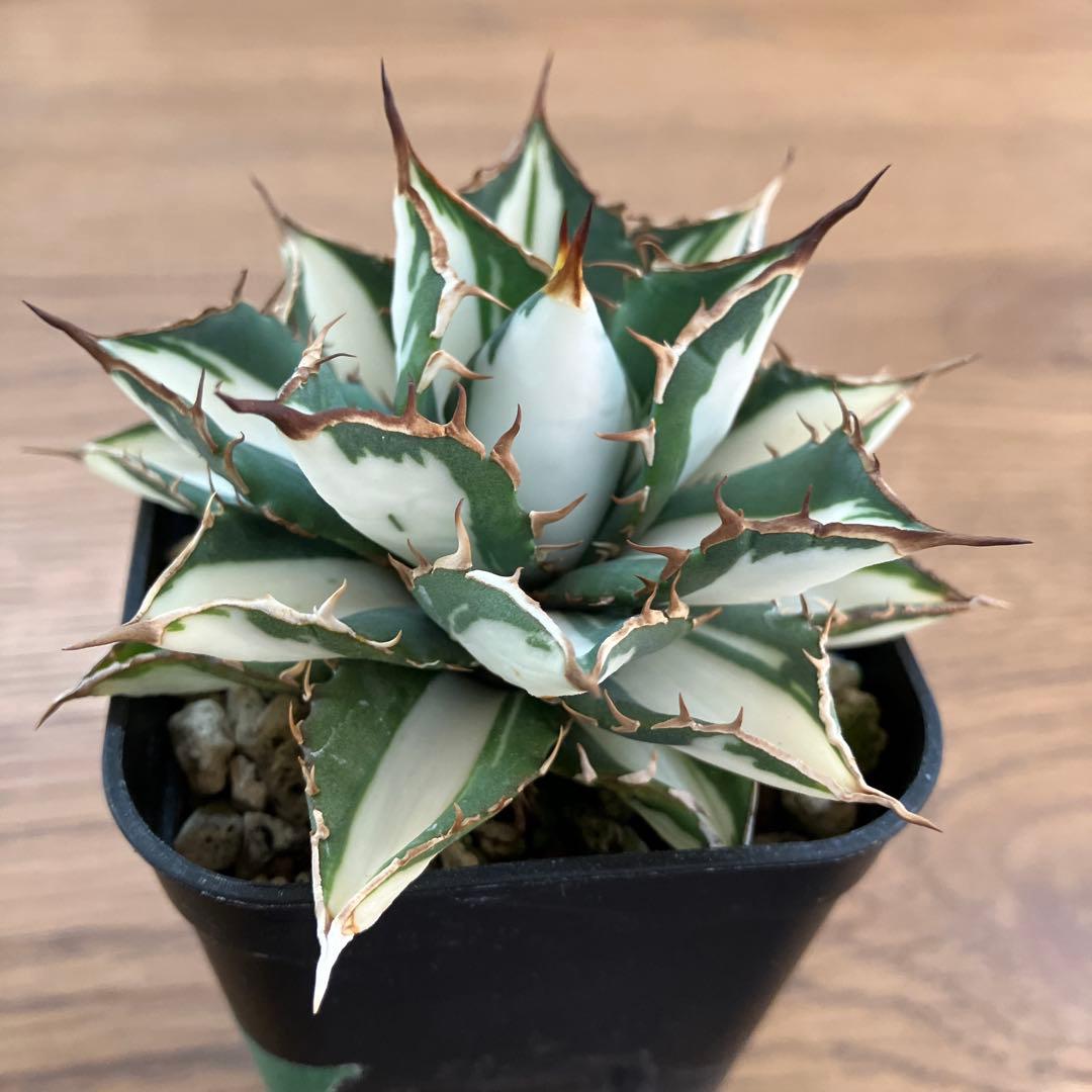 匿名配送【鉢ごと発送】活着　特大　アガべ　チタノタ　太陽神錦　白中斑　TC