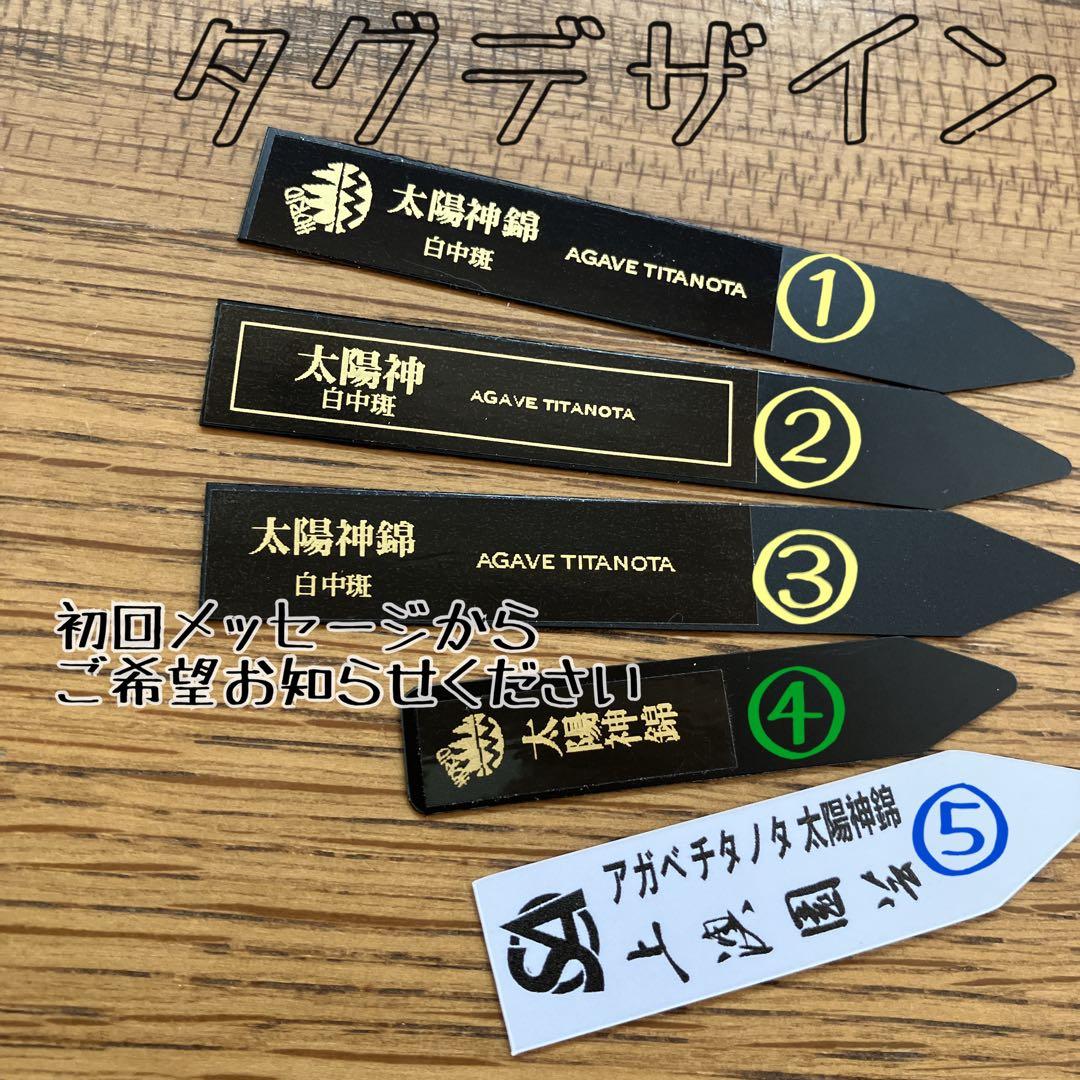 匿名配送【鉢ごと発送】活着　特大　アガべ　チタノタ　太陽神錦　白中斑　TC