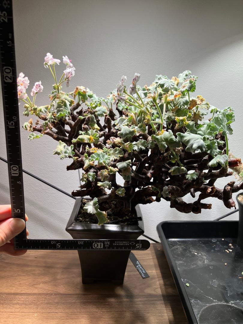 ペラルゴニウム　ミラビレ　現地球　発根済み