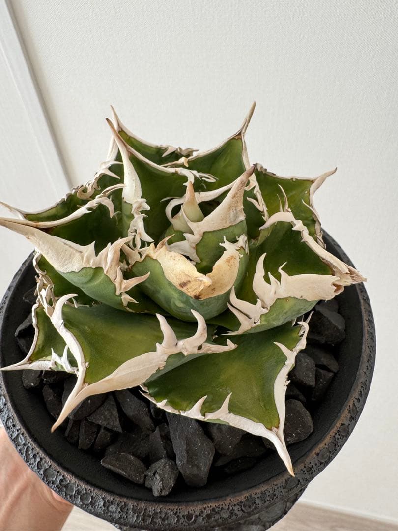 アガベ　チタノタ　大白鯊　親株　コレクション株　ホホジロザメ　lize産