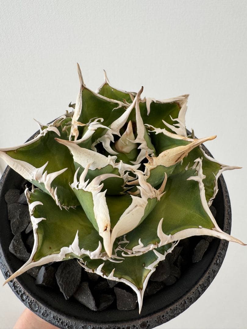 アガベ　チタノタ　大白鯊　親株　コレクション株　ホホジロザメ　lize産