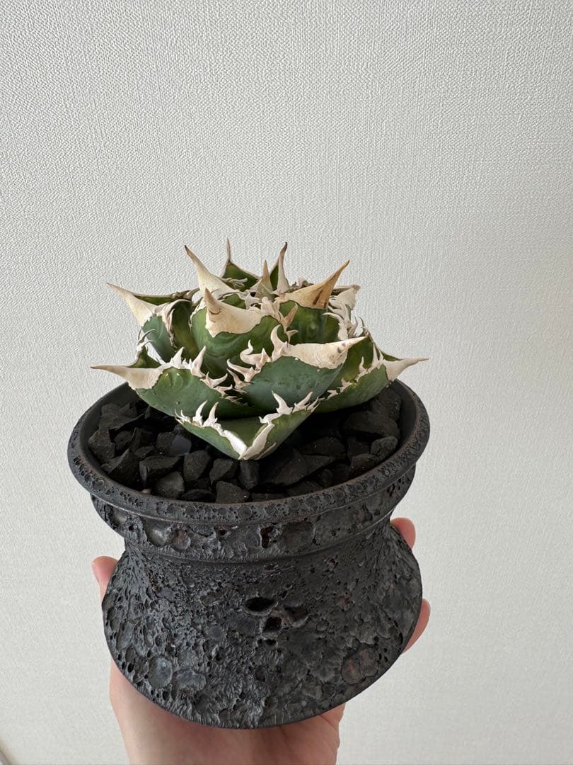 アガベ　チタノタ　大白鯊　親株　コレクション株　ホホジロザメ　lize産