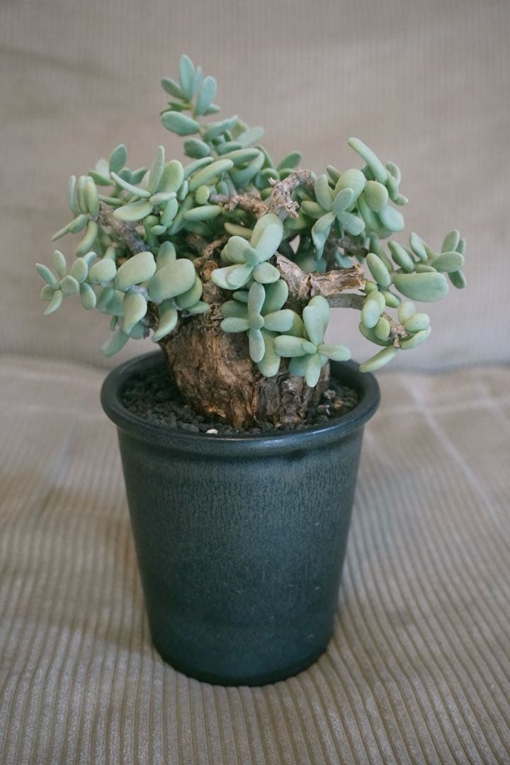 ケラリアピグマエア　現地球