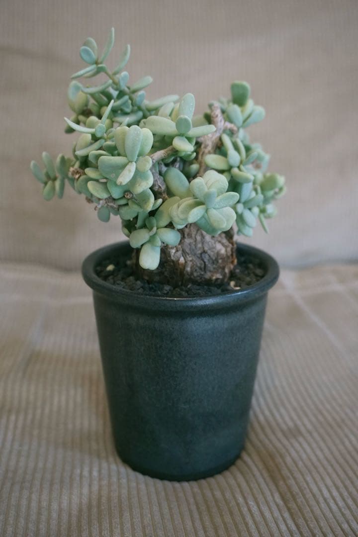 ケラリアピグマエア　現地球