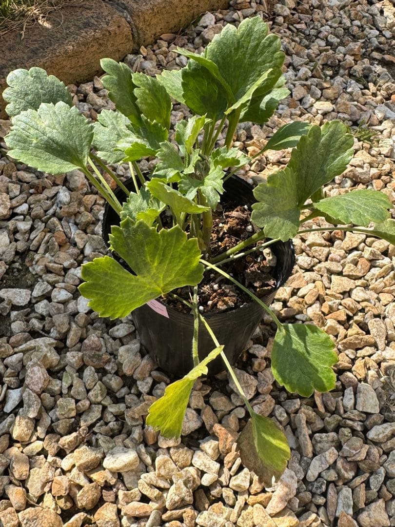 確認用参考画像