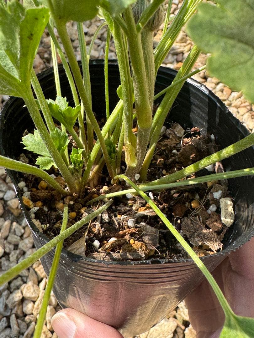 確認用参考画像