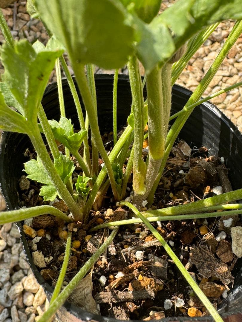 確認用参考画像