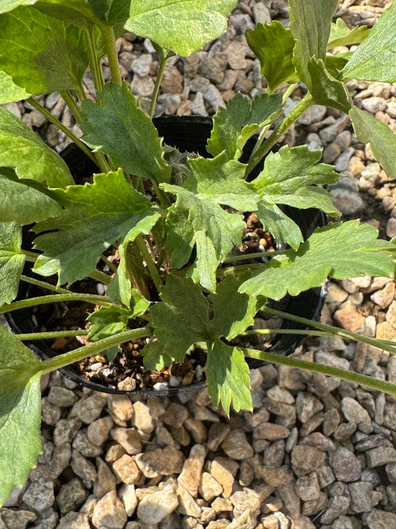 確認用参考画像