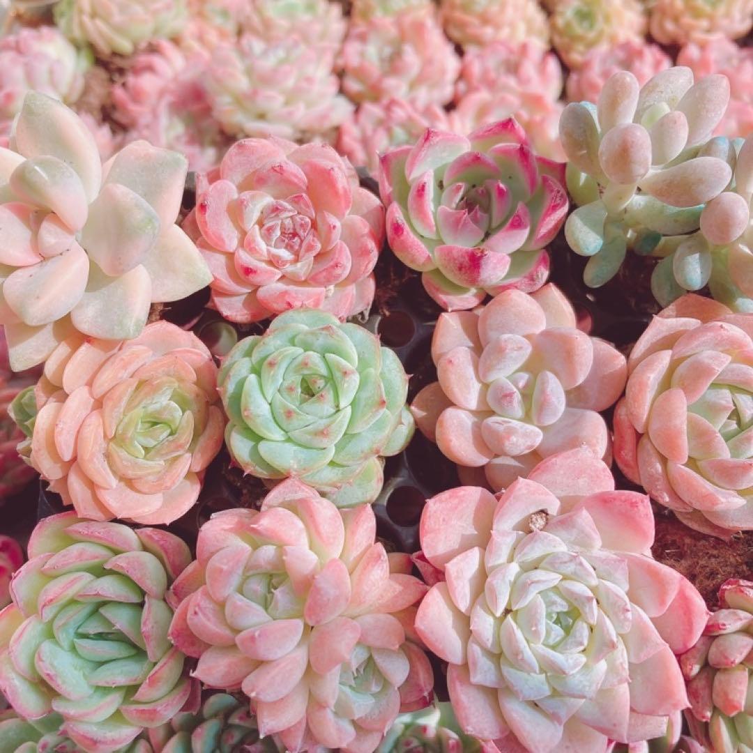 韓国苗　100苗セット　カット苗　【メルカリ便発送】多肉植物　詰め合わせ