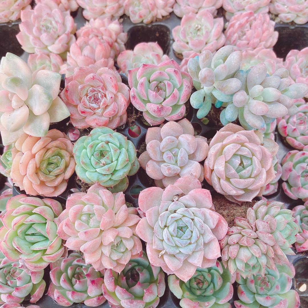 韓国苗　100苗セット　カット苗　【メルカリ便発送】多肉植物　詰め合わせ