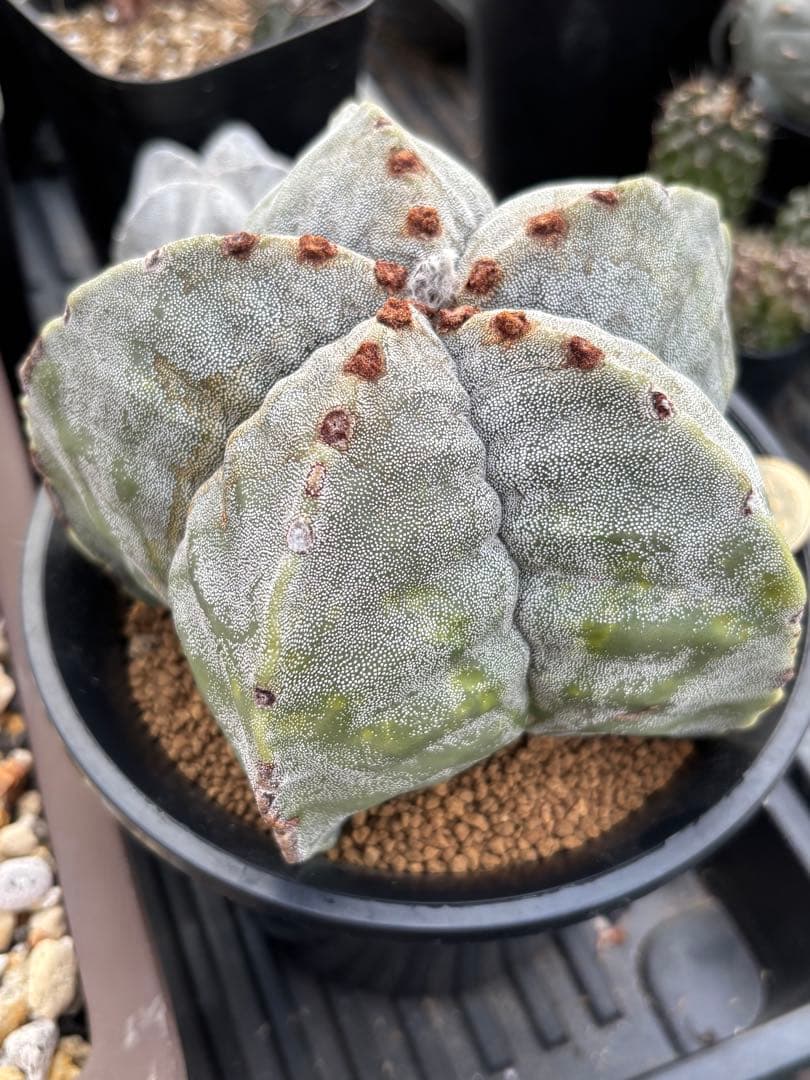 山川ストロンギ　実生