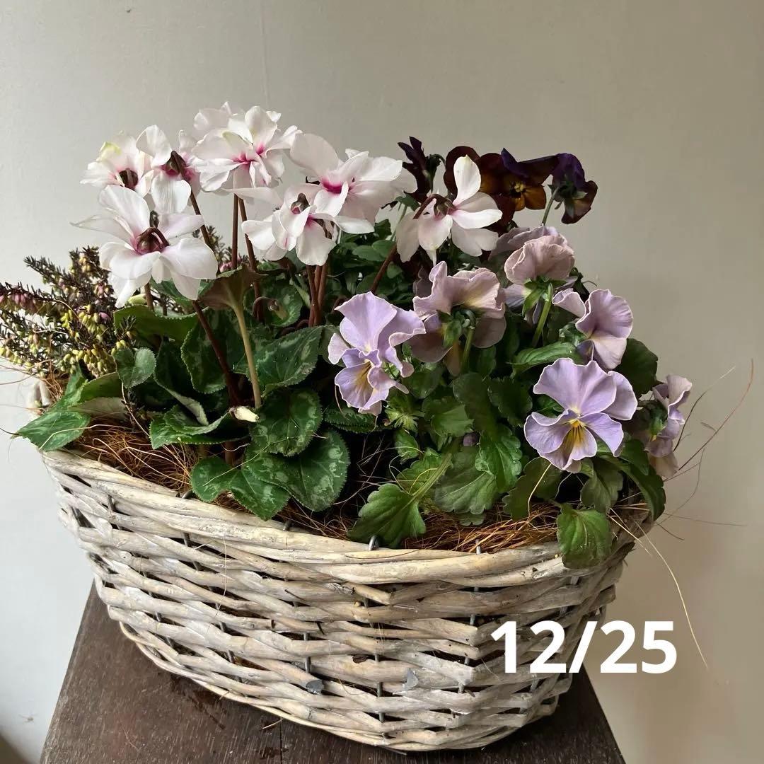 バスケット寄せ植え パンジー、ビオラ　、シクラメン、 冬〜春の寄せ植え