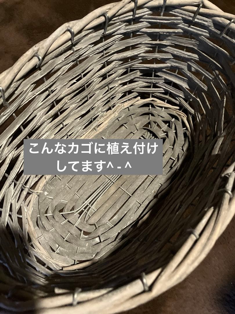 バスケット寄せ植え パンジー、ビオラ　、シクラメン、 冬〜春の寄せ植え