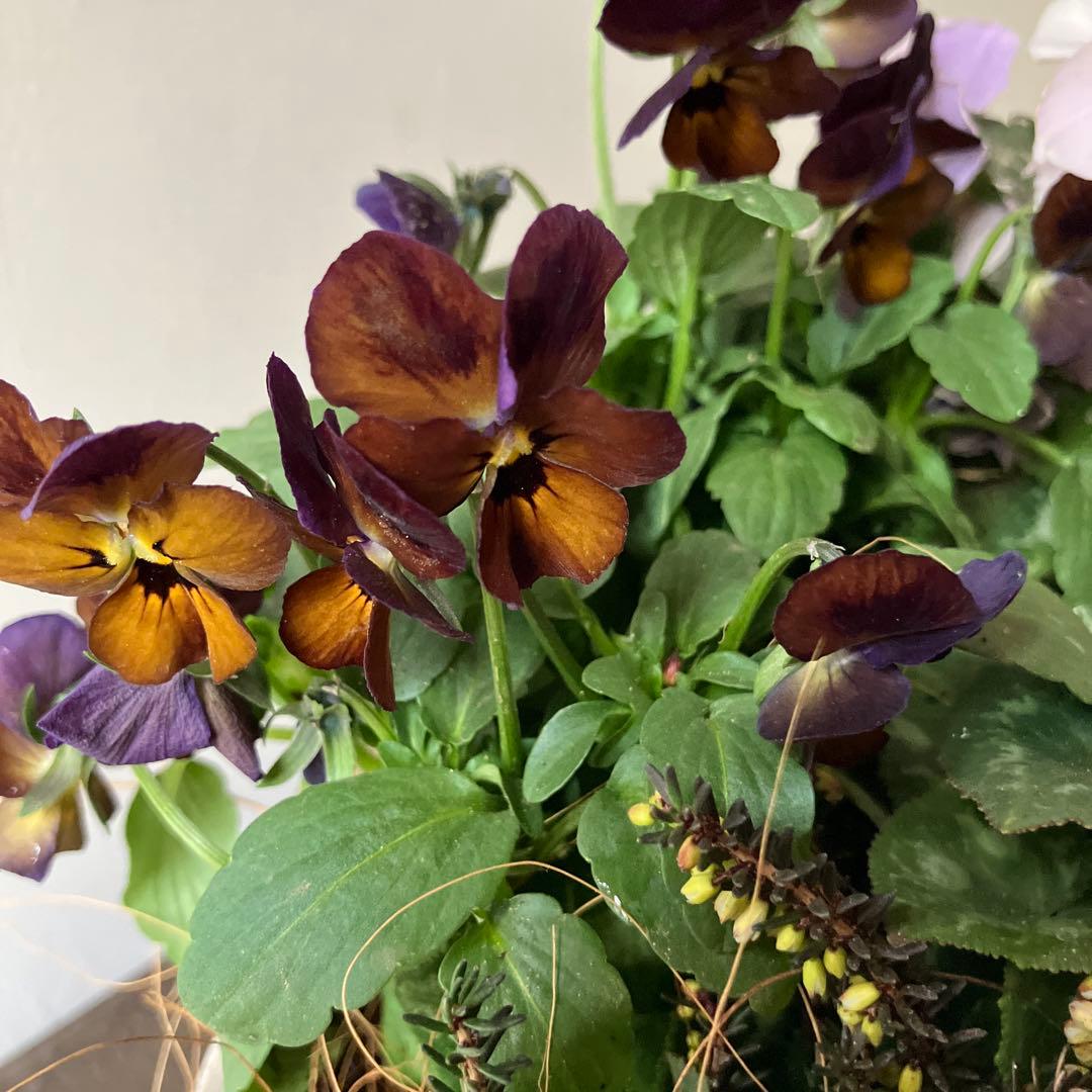 バスケット寄せ植え パンジー、ビオラ　、シクラメン、 冬〜春の寄せ植え