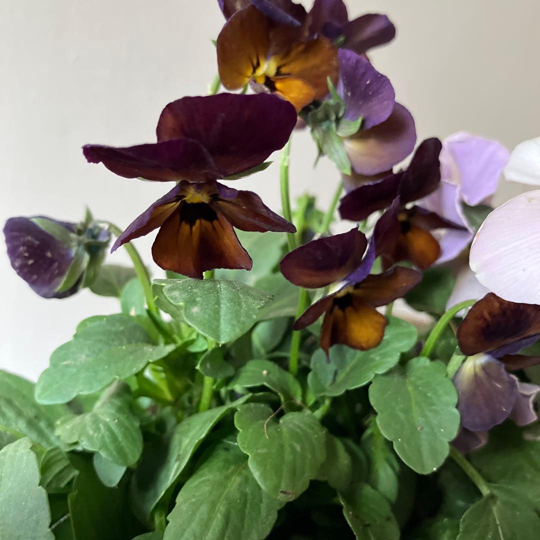 バスケット寄せ植え パンジー、ビオラ　、シクラメン、 冬〜春の寄せ植え