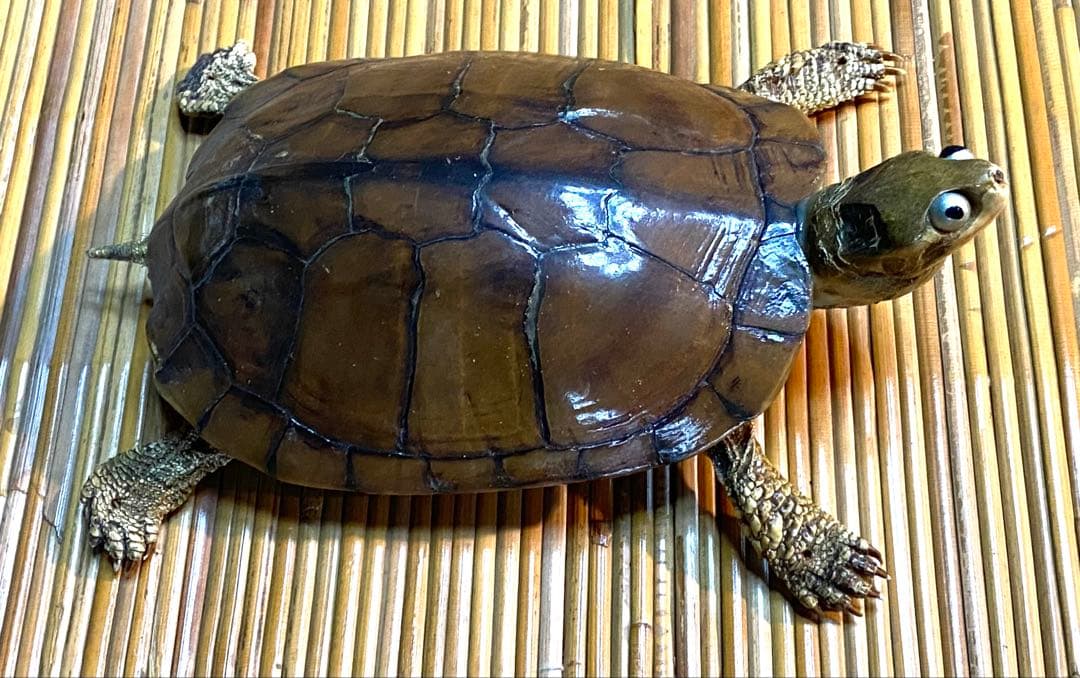 ニホンイシガメ剥製　全長18cm 飾りもの　ビンテージ品