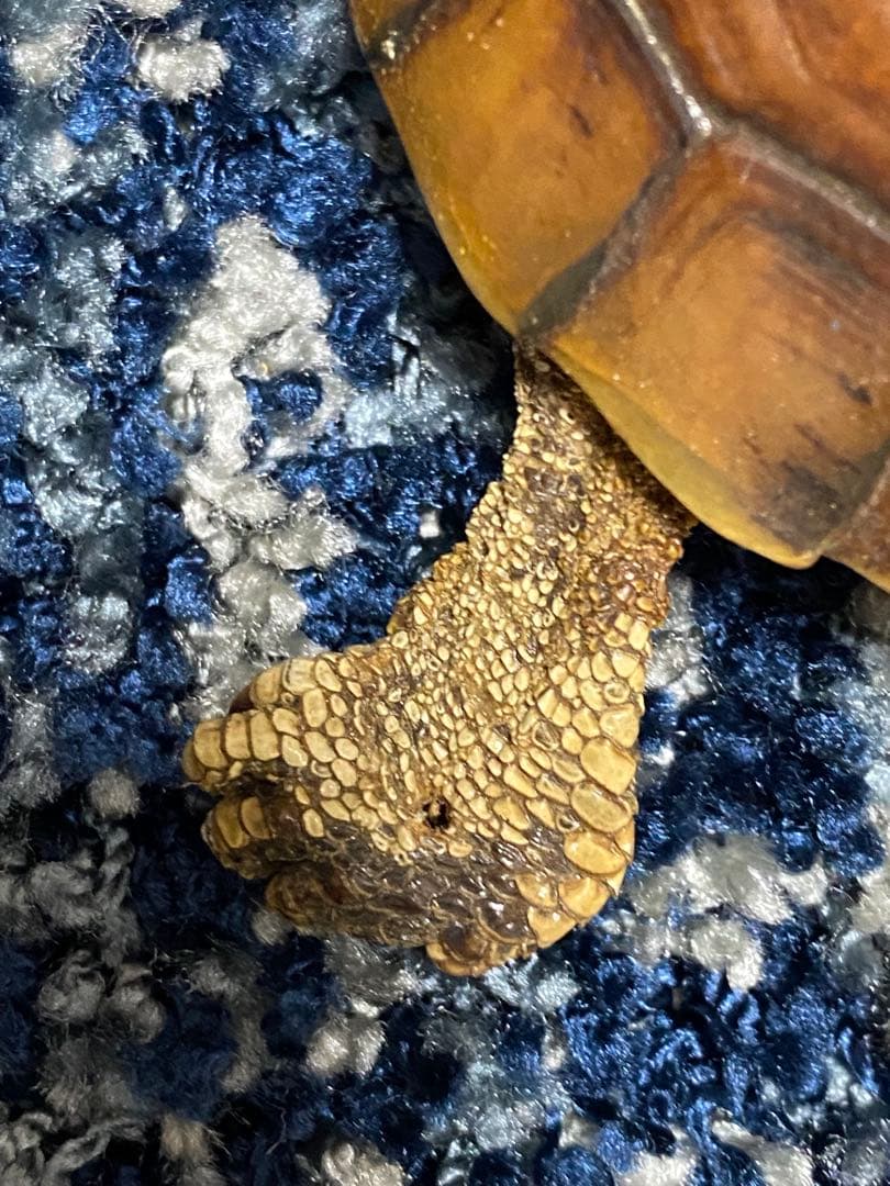 ニホンイシガメ剥製　全長18cm 飾りもの　ビンテージ品