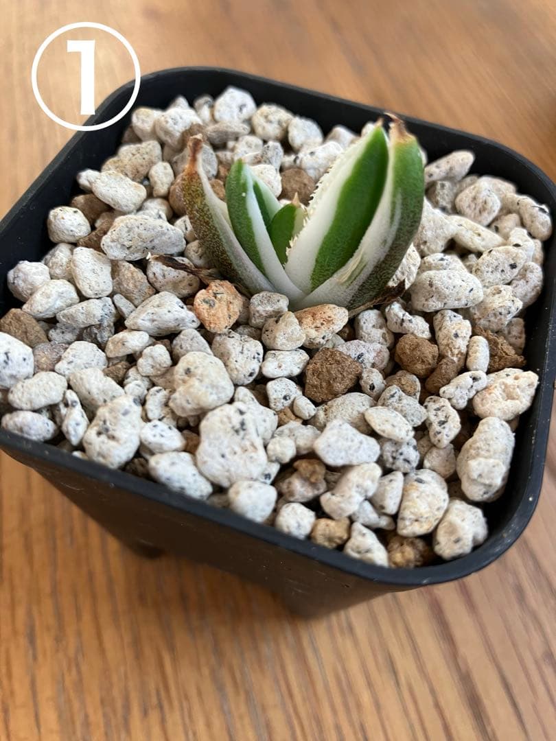 専用出品【鉢ごと発送】3株　豆豆龍錦　TC 発根管理中【匿名配送】