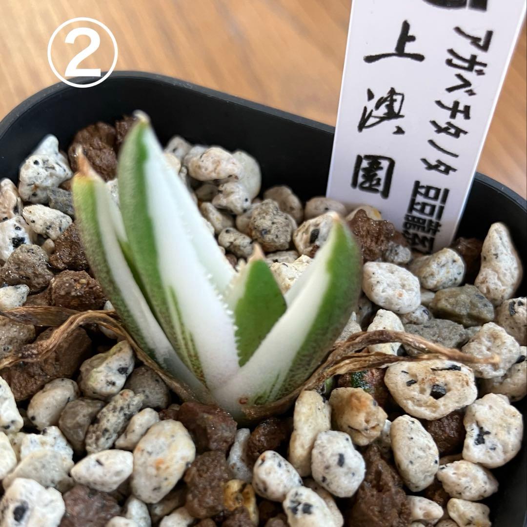 専用出品【鉢ごと発送】3株　豆豆龍錦　TC 発根管理中【匿名配送】