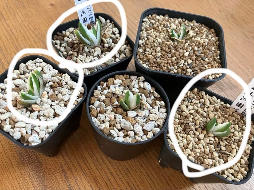 専用出品【鉢ごと発送】3株　豆豆龍錦　TC 発根管理中【匿名配送】