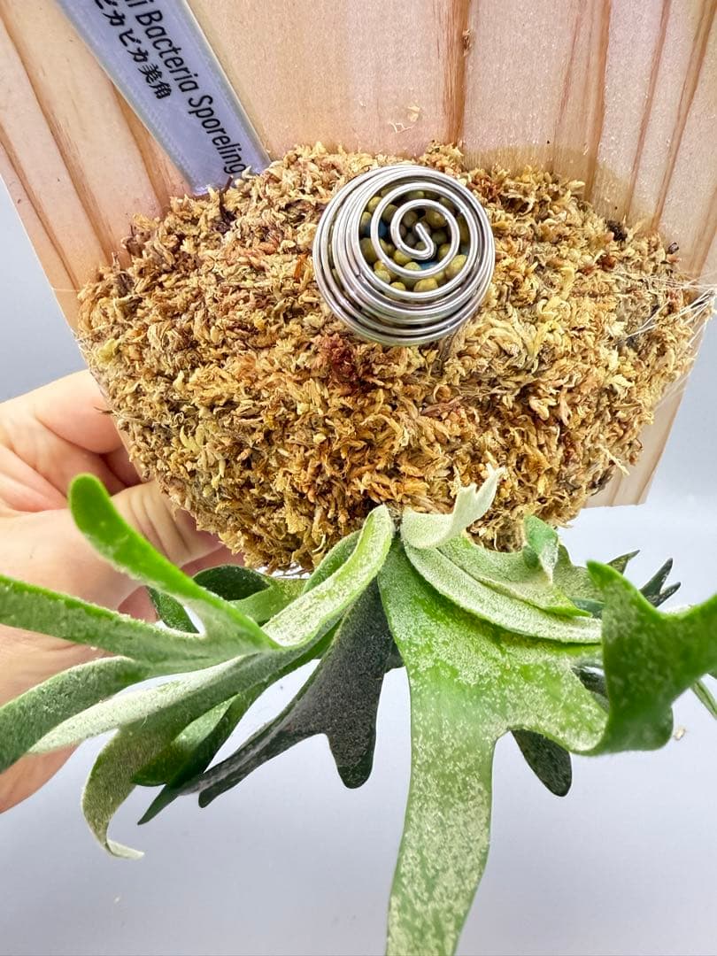 極大サイズ　ビカクシダP.willinckii 'Bacteria' spore