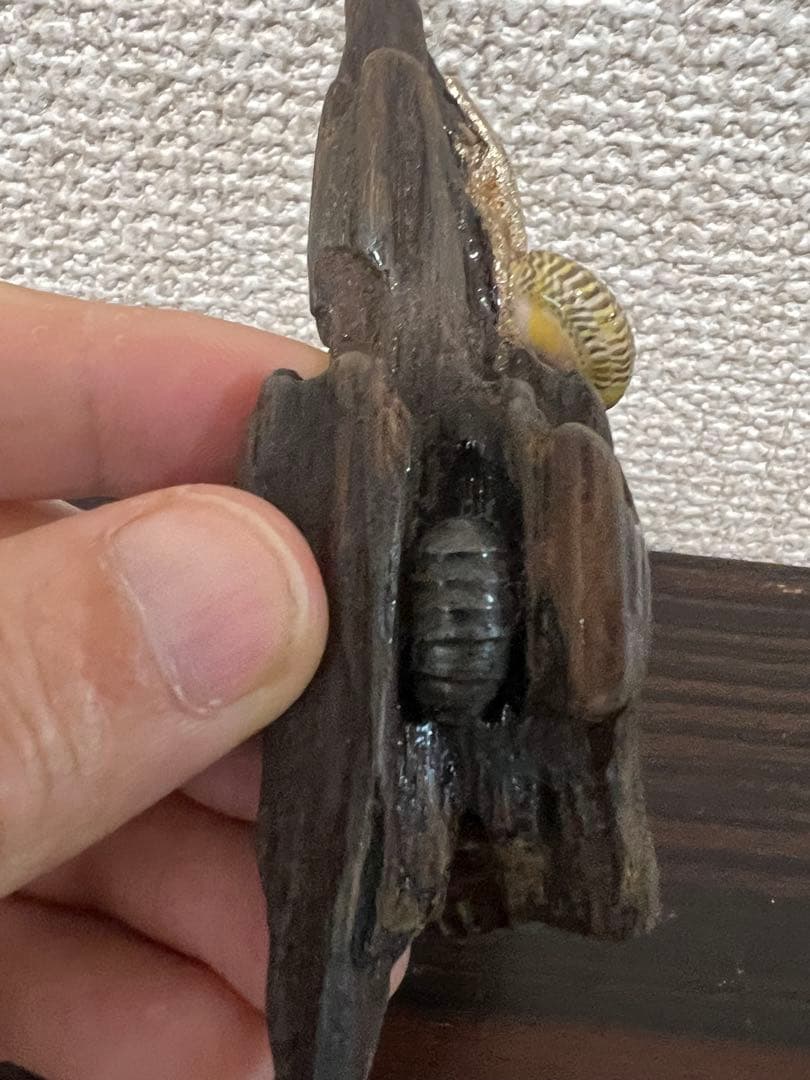 木製虫の置物