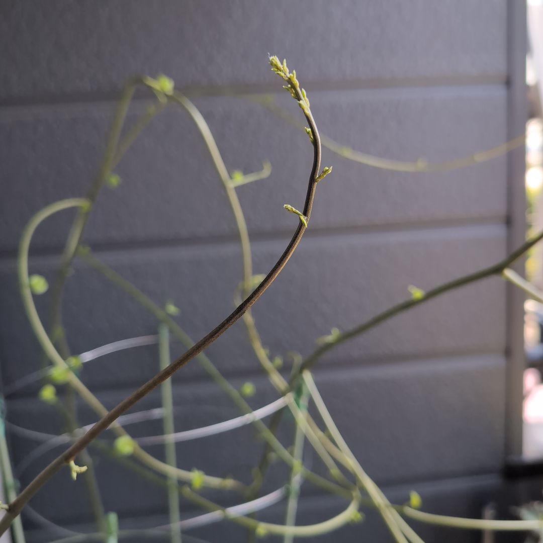 実生株　長谷川園芸　亀甲竜　株幅14センチ　鉢ごと送料込み