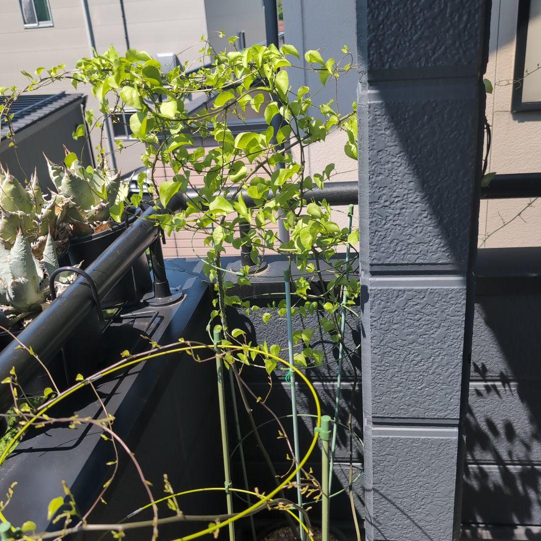 実生株　長谷川園芸　亀甲竜　株幅14センチ　鉢ごと送料込み