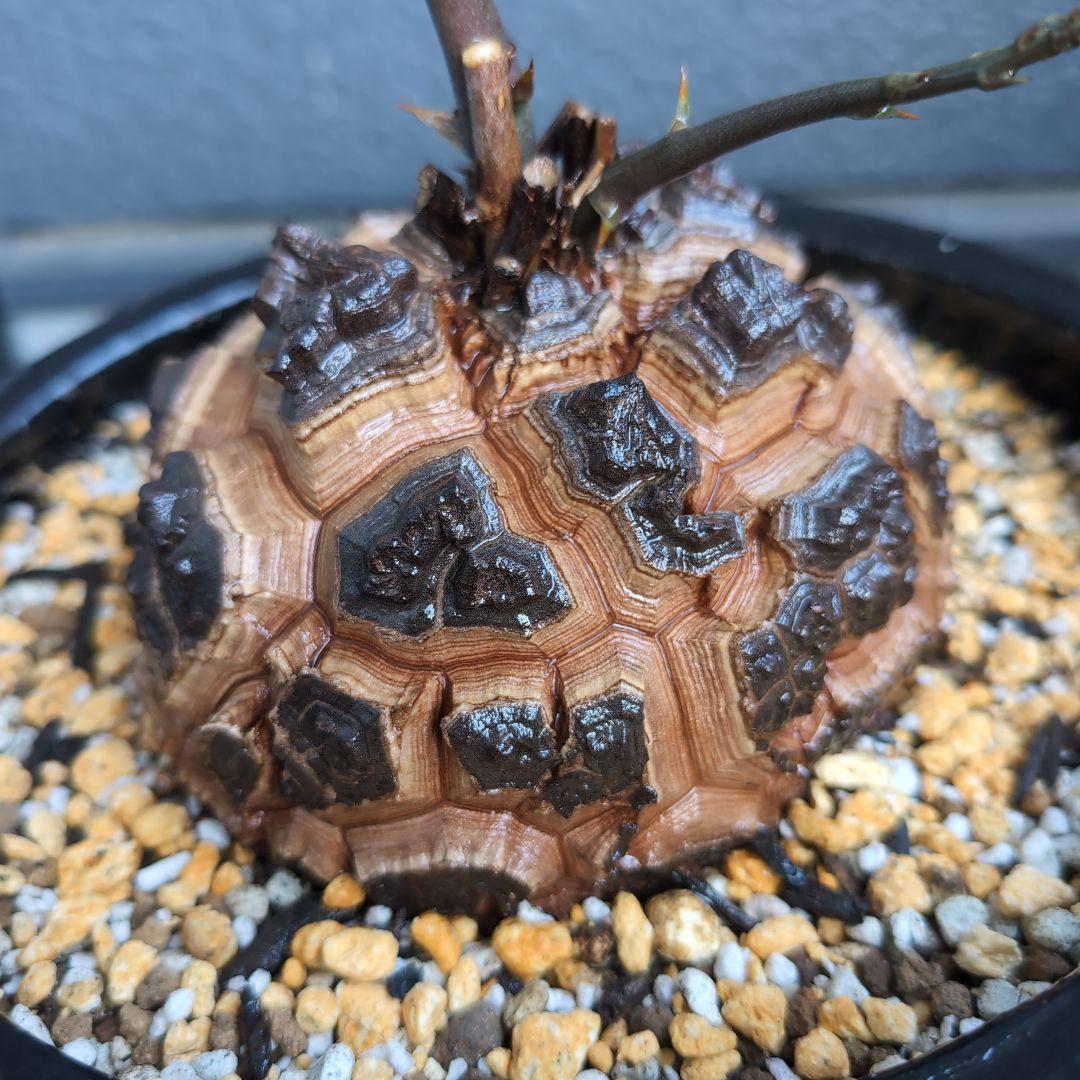 実生株　長谷川園芸　亀甲竜　株幅14センチ　鉢ごと送料込み