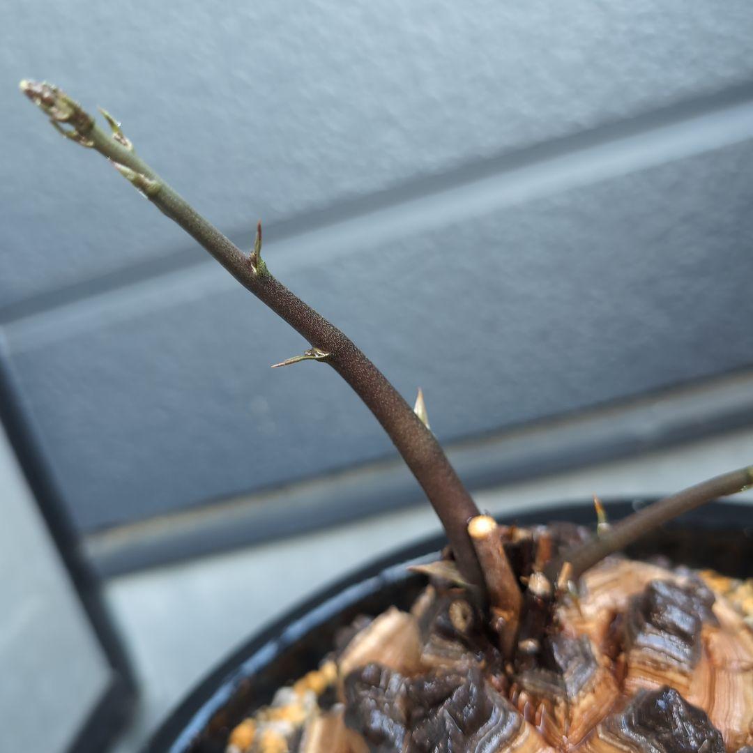 実生株　長谷川園芸　亀甲竜　株幅14センチ　鉢ごと送料込み