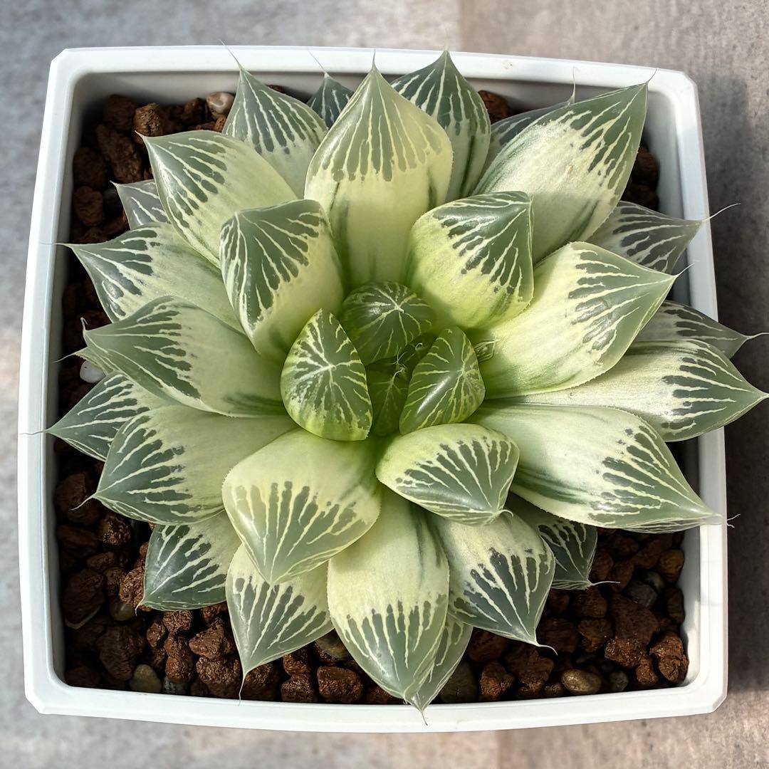 白蛇伝　ハオルチア　多肉植物　オブツーサ錦