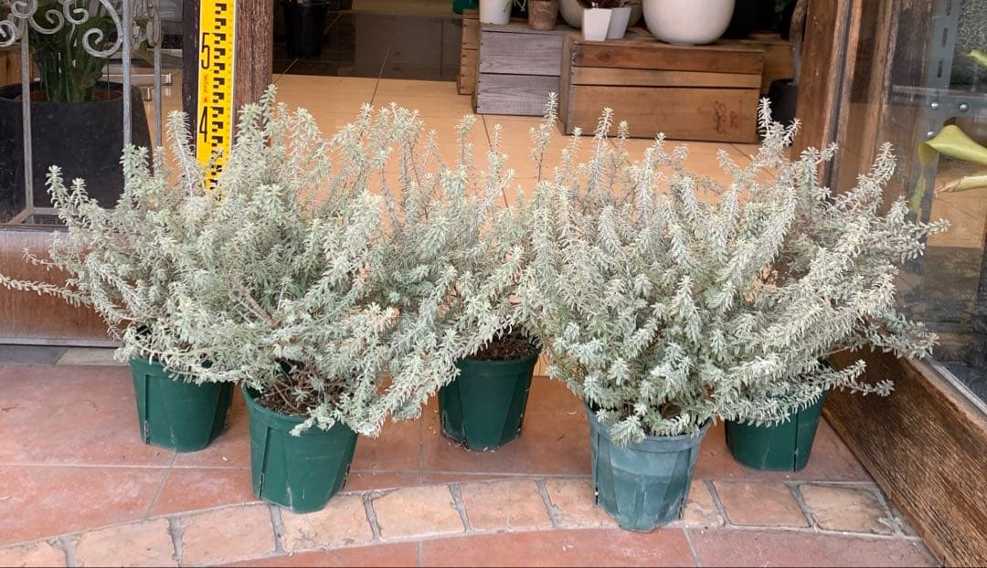 斑入り ウエストリンギア スモーキーホワイト 5個セット