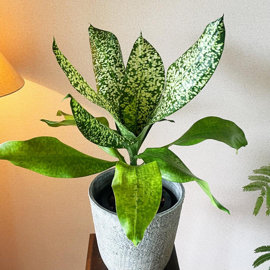 【希少！ほぼ流通なし 星屑のような斑点★】ドラセナ ドラセナ JTスターダスト