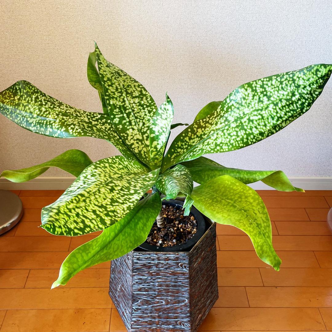 【希少！ほぼ流通なし 星屑のような斑点★】ドラセナ ドラセナ JTスターダスト