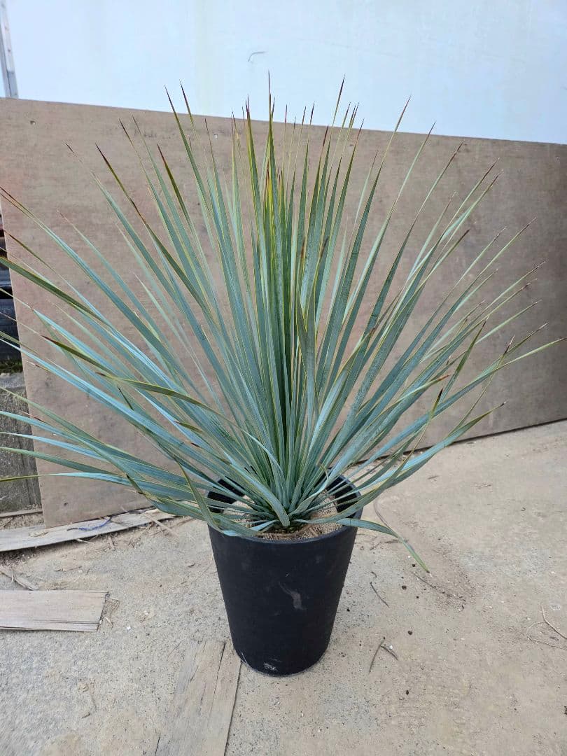 ユッカロストラータ