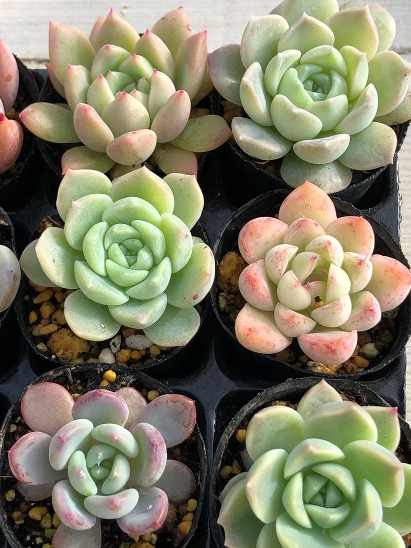 多肉植物 多肉永遠苗♡小苗セット