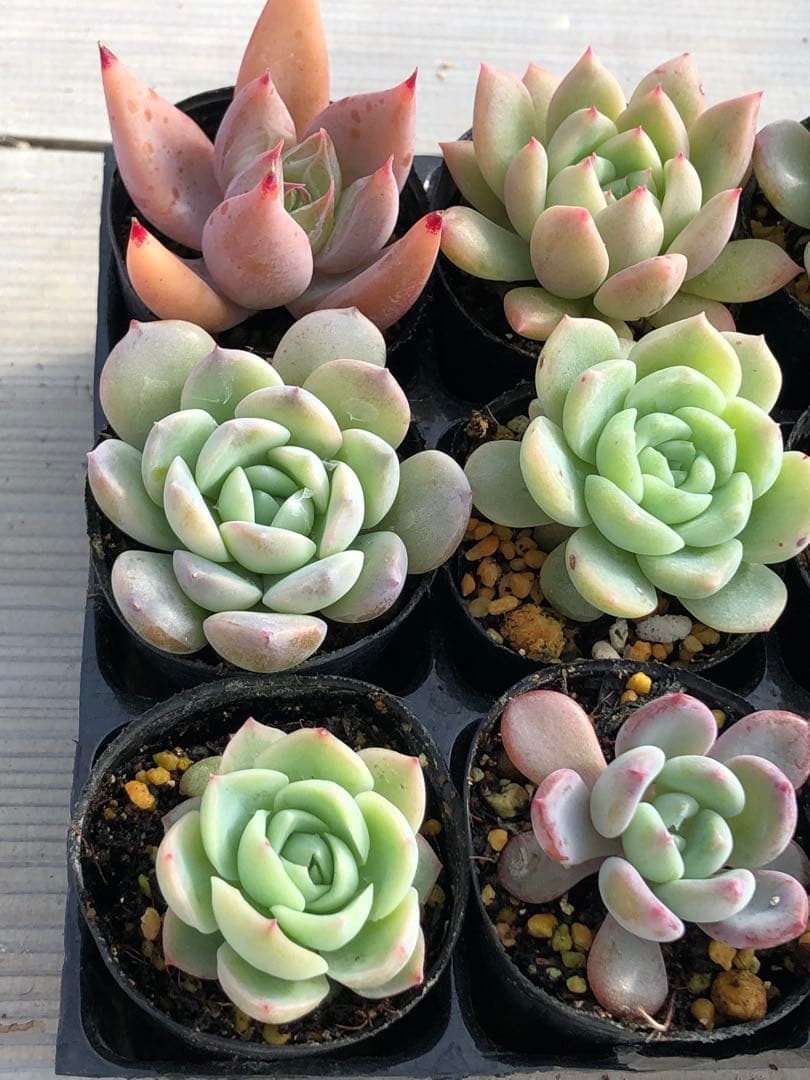 多肉植物 多肉永遠苗♡小苗セット